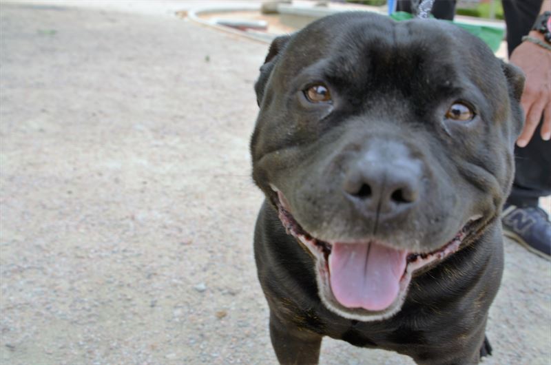 fotonoticia20160611103613800 El Digital de Asturias