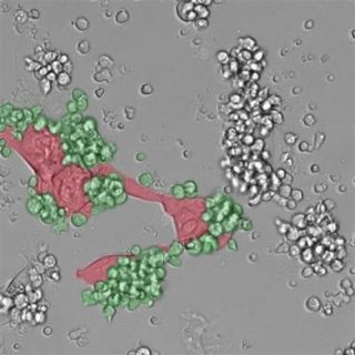 fotonoticia_20160614080931_800