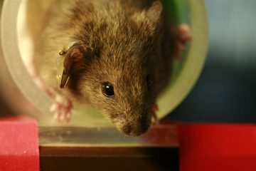 fotonoticia_20160622071538_800