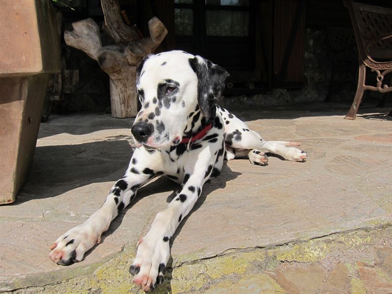 fotonoticia20160622164201800 El Digital de Asturias