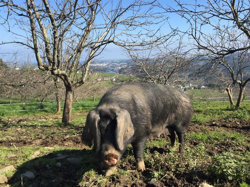 fotonoticia20160624195905800 El Digital de Asturias