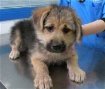 fotonoticia_20160625152936_800