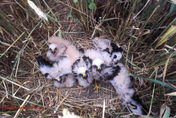 fotonoticia_20160628131934_800