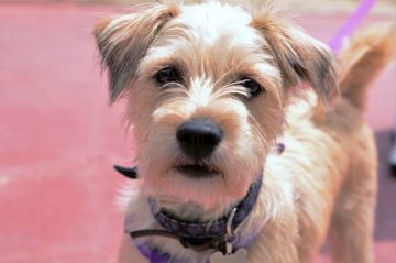 fotonoticia_20160629123628_800