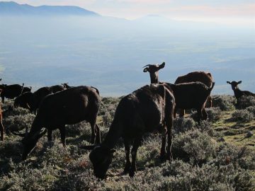 fotonoticia_20160701115217_800