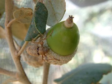 Las-lluvias-de-verano-mas-tardias-perjudican-al-gorgojo-macho_image_380