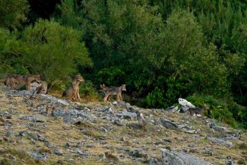 fotonoticia20160821130539800  El Digital de Asturias fotonoticia_20160821130539_800