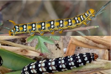 Hallan-bacterias-que-pueden-eliminar-de-forma-controlada-compuestos-toxicos_image_380