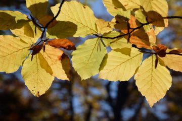 Los-grandes-fenomenos-atmosfericos-influyen-en-la-produccion-de-semillas_image_380