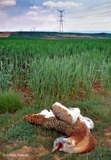 Los-tendidos-electricos0