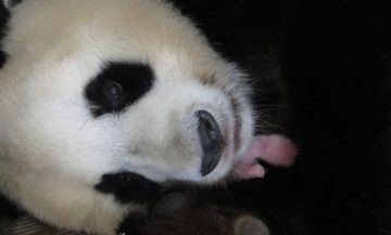 Nace-la-primera-cria-de-oso-panda-hembra-en-el-Zoo-Aquarium-de-Madrid_image_380