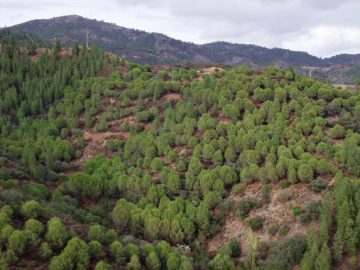 Predicen-los-efectos-del-cambio-climatico-en-los-pinos-mediterraneos_image_380