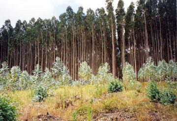 Como-evaluar-la-sostenibilidad-de-las-plantaciones-forestales_image_380