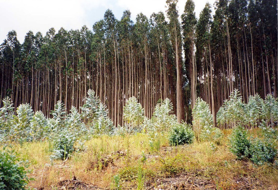 Comoevaluarlasostenibilidaddelasplantacionesforestalesimage380 El Digital de Asturias