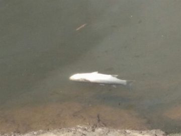 fotonoticia_20161023133254_800