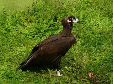 fotonoticia_20161028161412_800