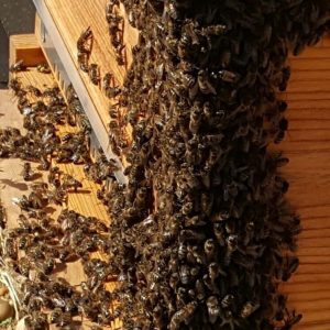 fotonoticia_20161029141356_800