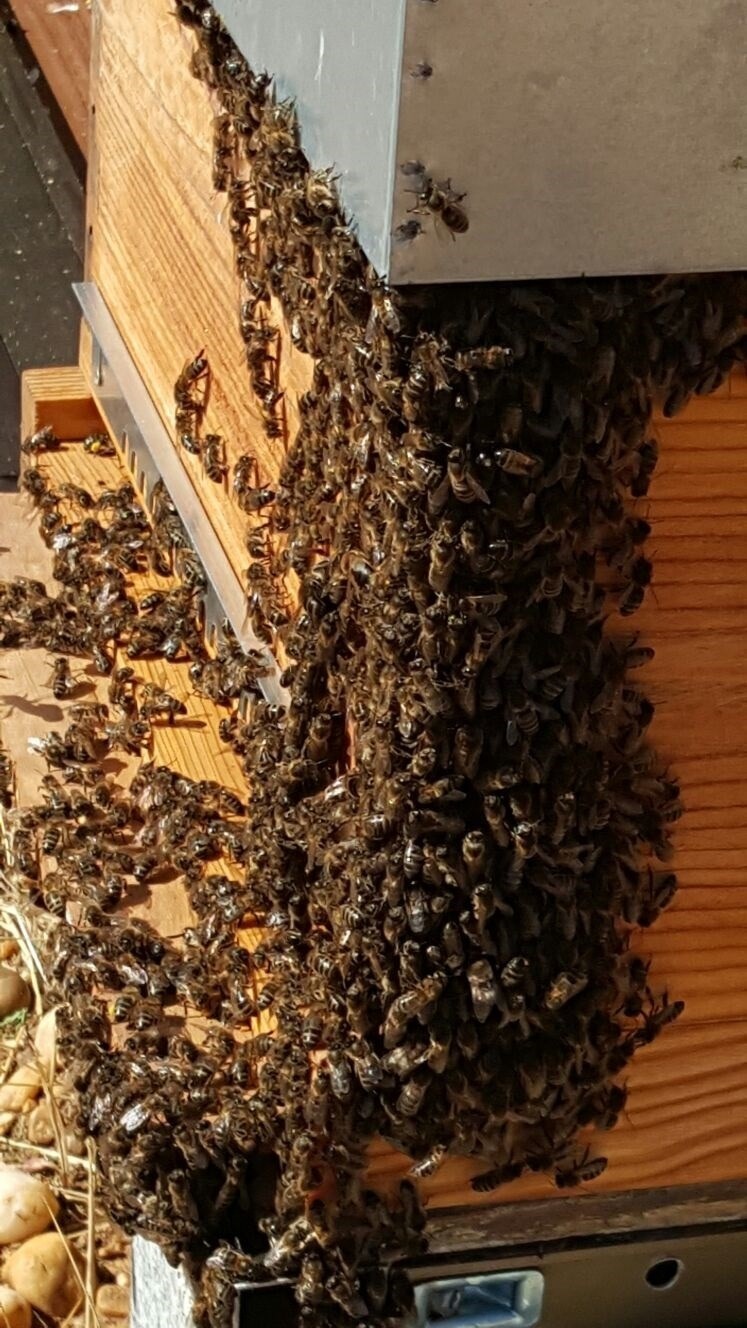 fotonoticia20161029141356800 El Digital de Asturias