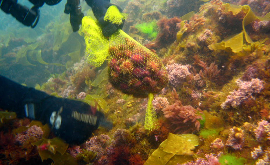 erizosdemar  El Digital de Asturias