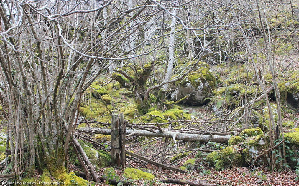 Una imagen de Los Arrudos, de Esther González, primer premio del concurso #OtoñoenAsturias