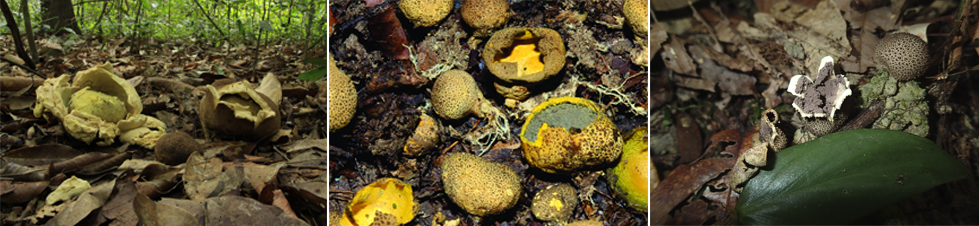 fotoweb El Digital de Asturias