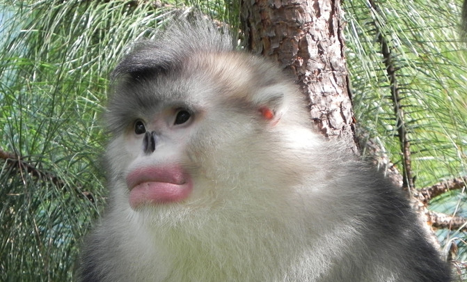 En peligro 500 especies de monos y simios