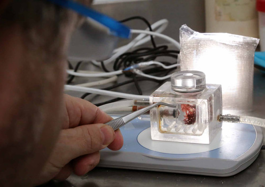 Algaspolaresimage380 El Digital de Asturias