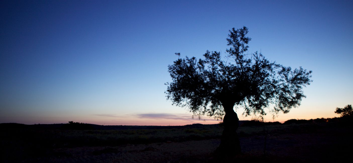 1489593640aceitunasguerra El Digital de Asturias