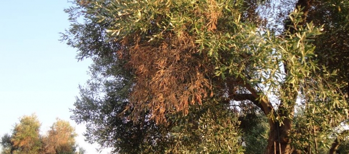 imagenesXYLEFA217f9683ec El Digital de Asturias