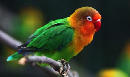 thumbnailAgapornisfischeralimentacion El Digital de Asturias