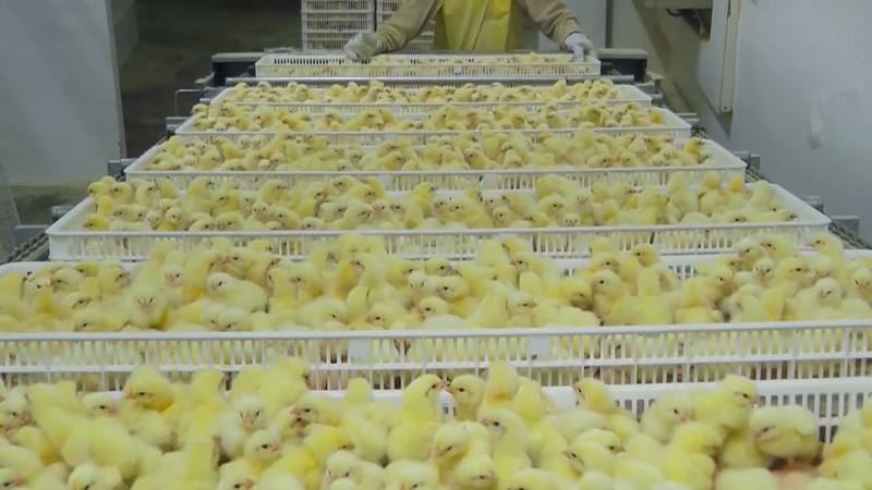 1492157060128 El Digital de Asturias