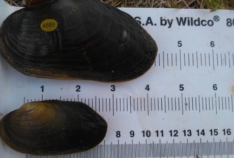 20160224132424189c20f4 El Digital de Asturias