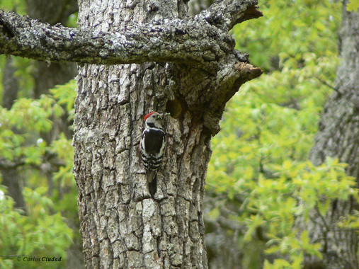 Losanimalesnoterritoriales El Digital de Asturias