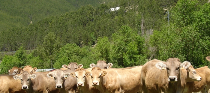 imagenesbescos El Digital de Asturias