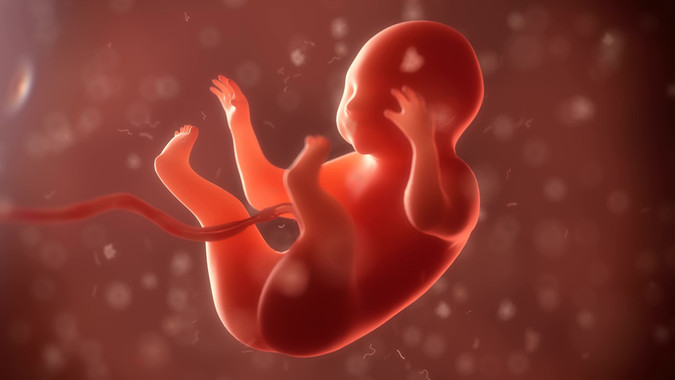embryo phase of born 3d render El Digital de Asturias