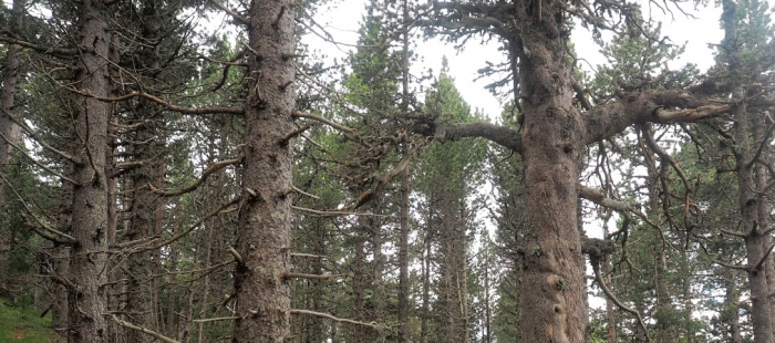 Arboledapinonegro1EMartinez El Digital de Asturias