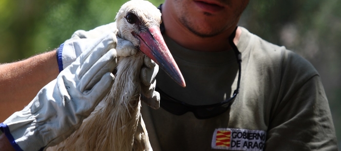 imagenesRescateCiguena3fd04c79e El Digital de Asturias