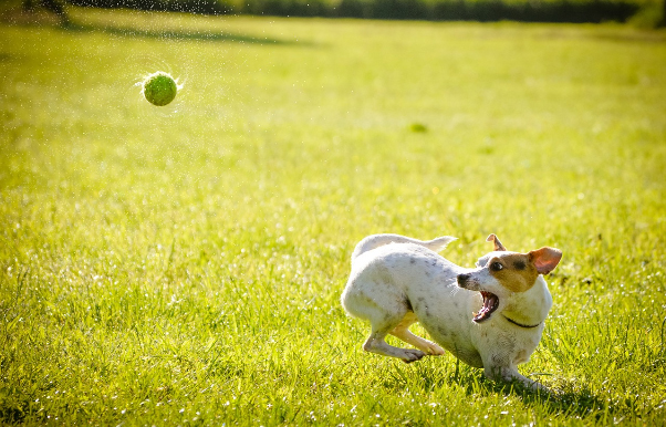 mascotas El Digital de Asturias