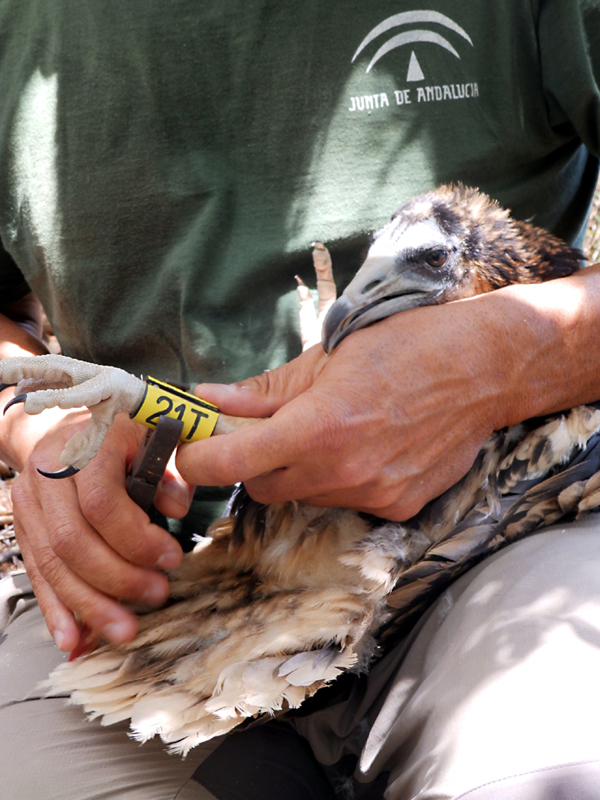 1502105531143 El Digital de Asturias