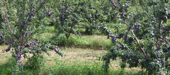 Ciruelo El Digital de Asturias