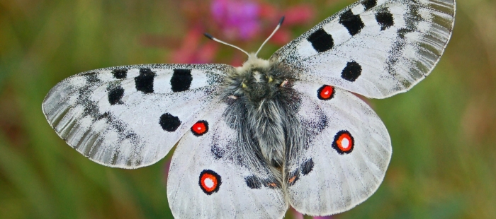 Mariposaapolod3c8f964 El Digital de Asturias