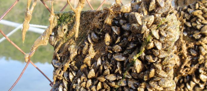 MejillonCebra El Digital de Asturias
