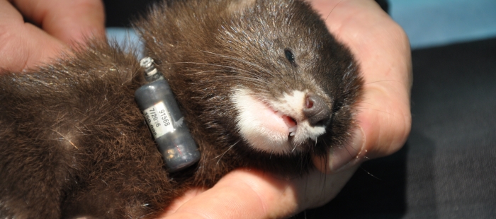 radiomarcaje El Digital de Asturias