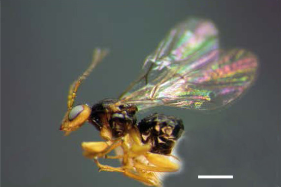 HalladastresnuevasavispasdelasagallasenCentroamericaimage380 El Digital de Asturias