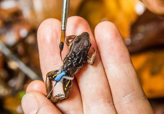 renacuajo El Digital de Asturias