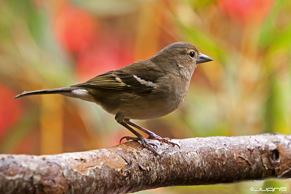 Queaveseuropeassonmasvulnerablesalaextincionimage380 El Digital de Asturias