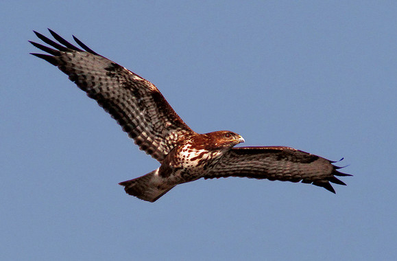 avessilvestresdeEuropa  El Digital de Asturias