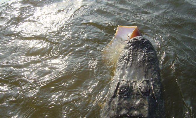 cocodrilotiburon2 El Digital de Asturias