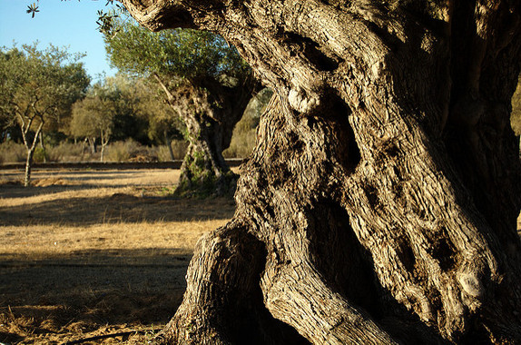 olivosilvestre  El Digital de Asturias
