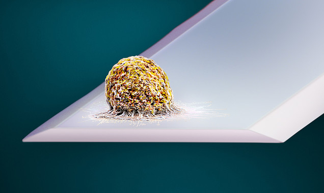 Labasculaquepesaunacelulavivaimage380 El Digital de Asturias